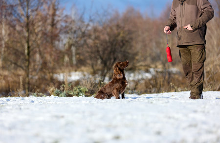 A brown hunting dog running with  trainer in winter. Outdoor training session in a snowy field under a blue skyの写真素材