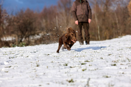 A brown hunting dog running with  trainer in winter. Outdoor training session in a snowy field under a blue skyの写真素材