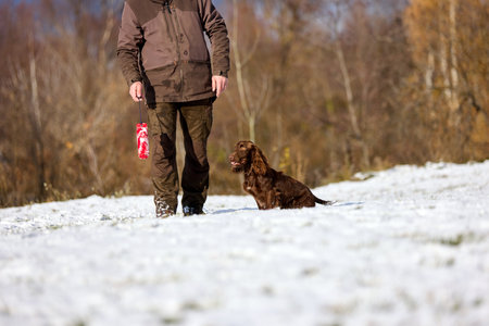 A brown hunting dog running with  trainer in winter. Outdoor training session in a snowy field under a blue skyの写真素材