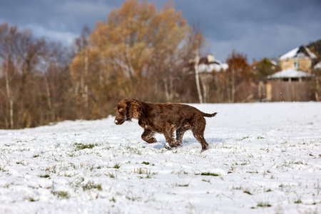 Capture the exuberance of a brown dog dashing through a snowy field, kicking up snow with every strideの写真素材