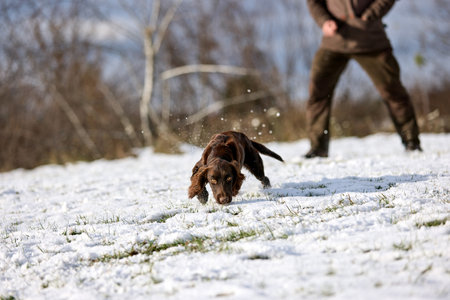 A brown hunting dog running with  trainer in winter. Outdoor training session in a snowy field under a blue skyの写真素材