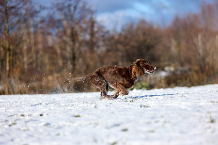 Capture the exuberance of a brown dog dashing through a snowy field, kicking up snow with every strideの写真素材