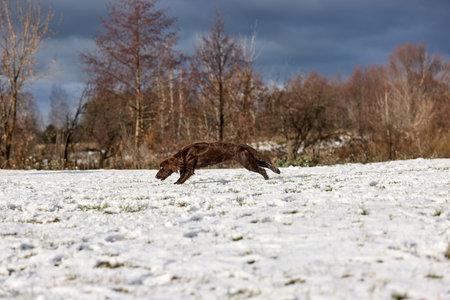 Capture the exuberance of a brown dog dashing through a snowy field, kicking up snow with every strideの写真素材