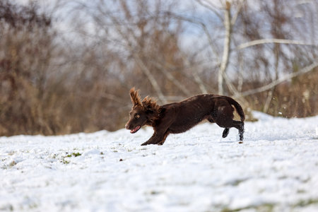 Capture the exuberance of a brown dog dashing through a snowy field, kicking up snow with every strideの写真素材