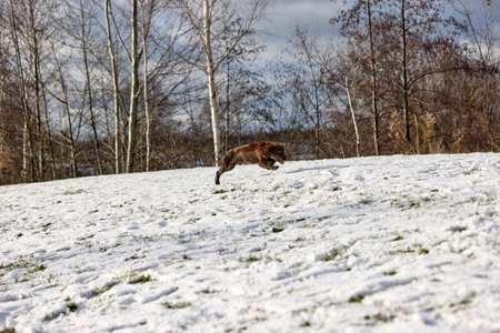 Capture the exuberance of a brown dog dashing through a snowy field, kicking up snow with every strideの写真素材
