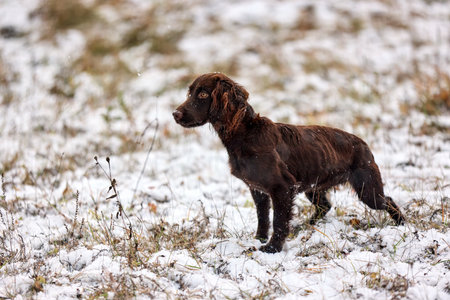 A brown hunting dog attentively standing in winter. Outdoor training session in a snowy fieldの写真素材