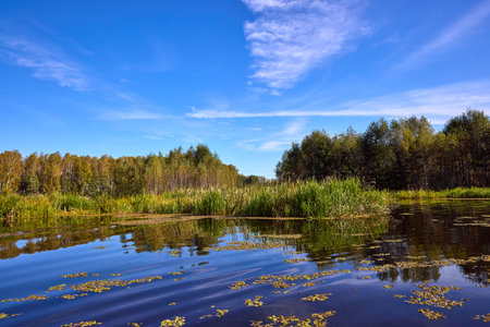 A tranquil lake scene with vibrant green reeds in the foreground, reflecting in calm waters against a backdrop of dense trees and a clear blue skyの写真素材