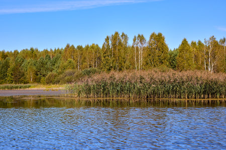 A tranquil lake scene with vibrant green reeds in the foreground, reflecting in calm waters against a backdrop of dense trees and a clear blue skyの写真素材