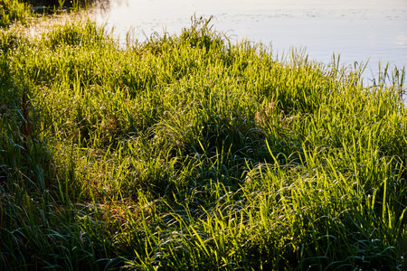 Lush green reeds thrive in still pond water, offering a peaceful and natural sceneの写真素材