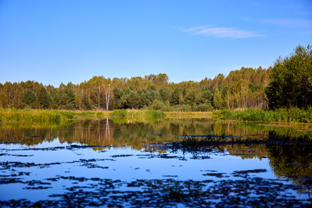 A serene water surface with floating algae and reflections of trees and clear sky, creating a peaceful natural sceneの写真素材