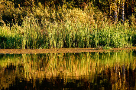 Lush green reeds thrive in still pond water, offering a peaceful and natural sceneの写真素材