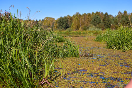 A tranquil lake scene with vibrant green reeds in the foreground, reflecting in calm waters against a backdrop of dense trees and a clear blue skyの写真素材