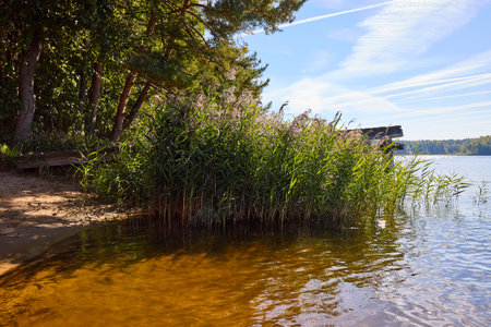 A tranquil lake scene with vibrant green reeds in the foreground, reflecting in calm waters against a backdrop of dense trees and a clear blue skyの写真素材
