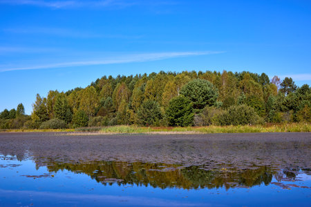 A serene water surface with floating algae and reflections of trees and clear sky, creating a peaceful natural sceneの写真素材