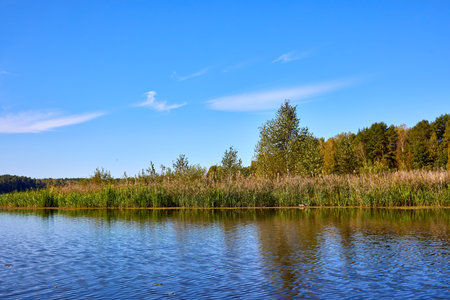 A tranquil lake scene with vibrant green reeds in the foreground, reflecting in calm waters against a backdrop of dense trees and a clear blue skyの写真素材
