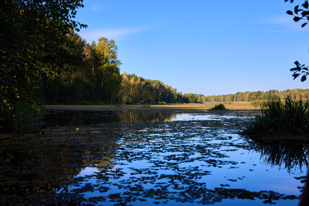 A serene water surface with floating algae and reflections of trees and clear sky, creating a peaceful natural sceneの写真素材