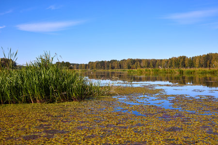 A serene water surface with floating algae and reflections of trees and clear sky, creating a peaceful natural sceneの写真素材