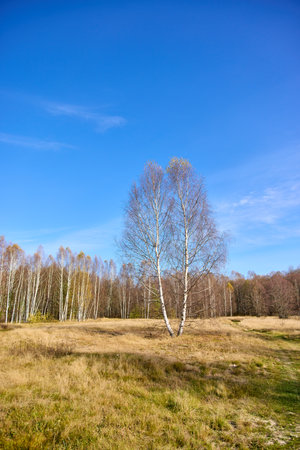 A tranquil scene featuring a pair of birch trees standing in an open field, surrounded by a forest of slender birch trees, all under a bright blue skyの写真素材