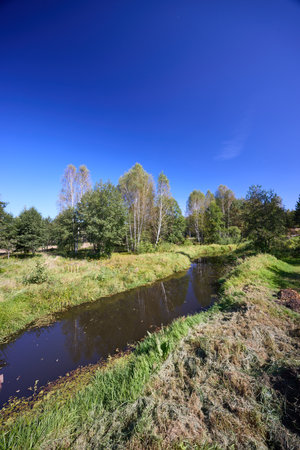 A tranquil riverbank under a clear blue sky, edged by vibrant green foliage and calm watersの写真素材