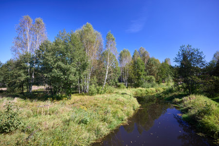 A tranquil riverbank under a clear blue sky, edged by vibrant green foliage and calm watersの写真素材