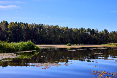 A tranquil riverbank under a clear blue sky, edged by vibrant green foliage and calm watersの写真素材