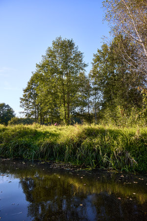 A tranquil riverbank under a clear blue sky, edged by vibrant green foliage and calm watersの写真素材