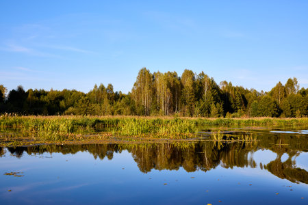 A tranquil riverbank under a clear blue sky, edged by vibrant green foliage and calm watersの写真素材