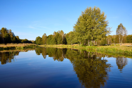 A tranquil riverbank under a clear blue sky, edged by vibrant green foliage and calm watersの写真素材