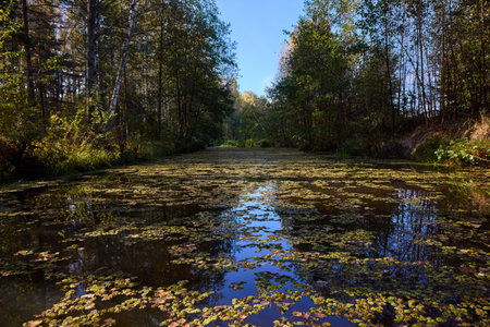 A tranquil riverbank under a clear blue sky, edged by vibrant green foliage and calm watersの写真素材