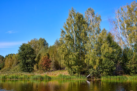 A tranquil riverbank under a clear blue sky, edged by vibrant green foliage and calm watersの写真素材