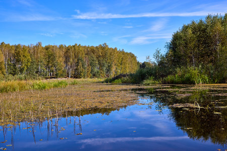 A tranquil riverbank under a clear blue sky, edged by vibrant green foliage and calm watersの写真素材