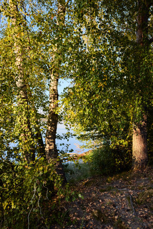 A tranquil riverbank edged by vibrant green foliage and calm watersの写真素材