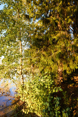 A tranquil riverbank edged by vibrant green foliage and calm watersの写真素材