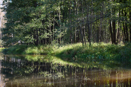 A tranquil riverbank edged by vibrant green foliage and calm watersの写真素材