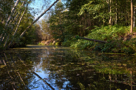 A serene scene where the vibrant foliage of trees is perfectly reflected in the still waters of a river, creating a symmetrical natural beautyの写真素材