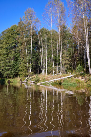A serene scene where the vibrant foliage of trees is perfectly reflected in the still waters of a river, creating a symmetrical natural beautyの写真素材