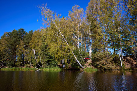 A serene lake bordered by a dense forest reflects the fallen trees and clear sky, embodying peaceful natural beautyの写真素材