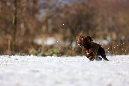 Capture the exuberance of a brown dog dashing through a snowy field, kicking up snow with every strideの写真素材