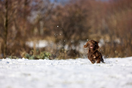 Capture the exuberance of a brown dog dashing through a snowy field, kicking up snow with every strideの写真素材