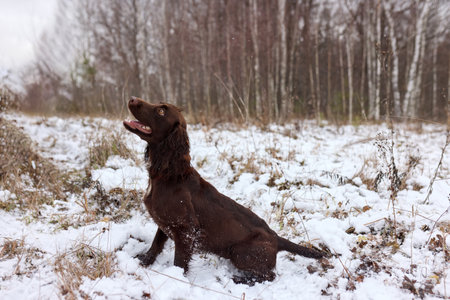 A brown hunting dog attentively sitting in winter. Outdoor training session in a snowy fieldの写真素材