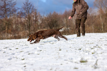 A brown hunting dog running with  trainer in winter. Outdoor training session in a snowy fieldの写真素材