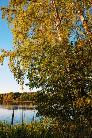 A tranquil riverbank under a clear blue sky, edged by vibrant green foliage and calm watersの写真素材