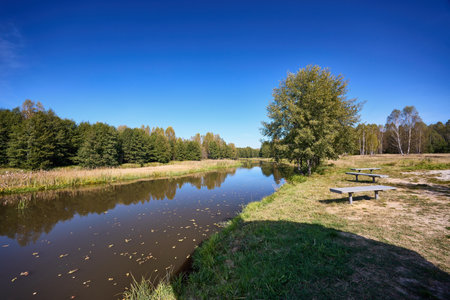 A tranquil riverbank under a clear blue sky, edged by vibrant green foliage and calm watersの写真素材