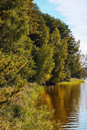 A tranquil riverbank under a clear blue sky, edged by vibrant green foliage and calm watersの写真素材