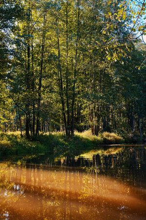 A tranquil riverbank edged by vibrant green foliage and calm watersの写真素材