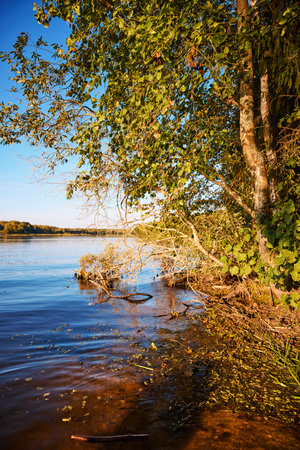 A tranquil riverbank under a clear blue sky, edged by vibrant green foliage and calm watersの写真素材