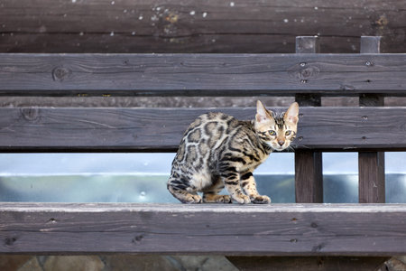 Close-up portrait of a young female Bengal kitten sitting on a bench. Her beautiful rosetted coat and alert gaze reflect her wild yet elegant natureの写真素材