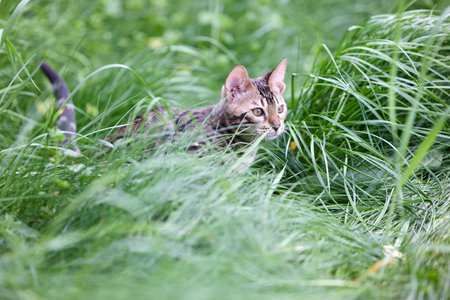 Charming Bengal Kitten Frolicking in Lush Green Grass