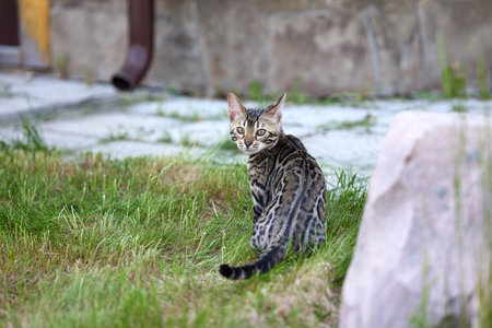 Charming Bengal Kitten in Lush Green Grassの写真素材