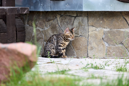 Close-up portrait of a young female Bengal kitten sitting on a patio. Her beautiful rosetted coat and alert gaze reflect her wild yet elegant natureの写真素材